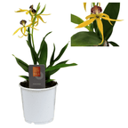 Prosthechea (Encyclia) cochleata var. cochleata