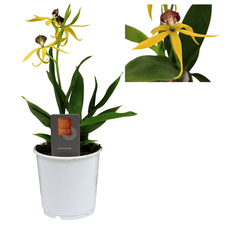 Prosthechea (Encyclia) cochleata var. cochleata