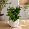 Peperomia angulata „Rocca Alto” – csíkos levelű, kompakt növekedésű peperomia