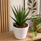 Sansevieria 'Dancing Queen'
