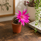 Lobivia Winteriana – cactus with spectacular flowers