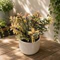 Hebe variegata 'Tricolor' - Albero d'oro (Sempreverde)