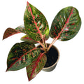 Aglaonema Dark Star