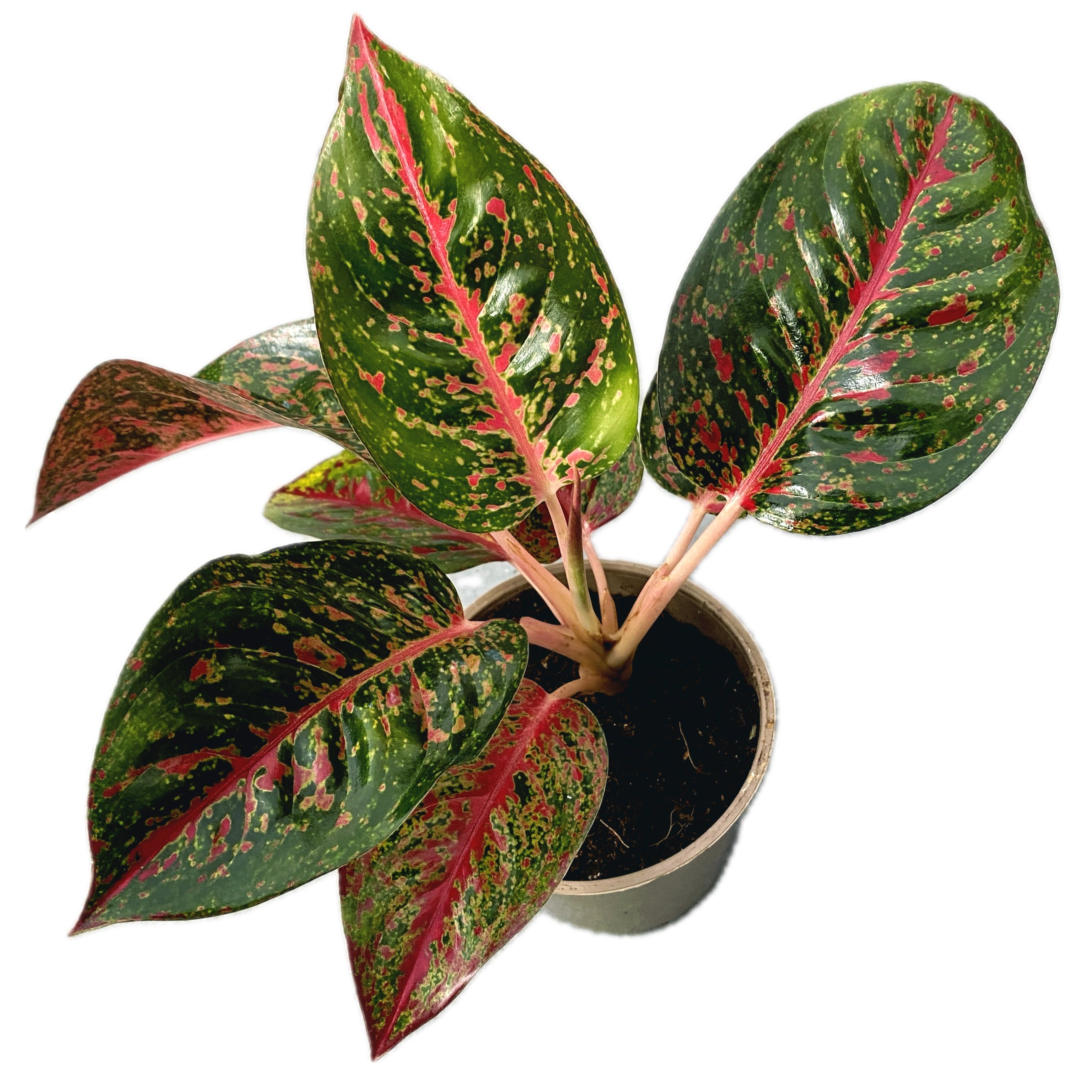 Aglaonema Dark Star