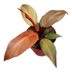 Philodendron McColley's Finale