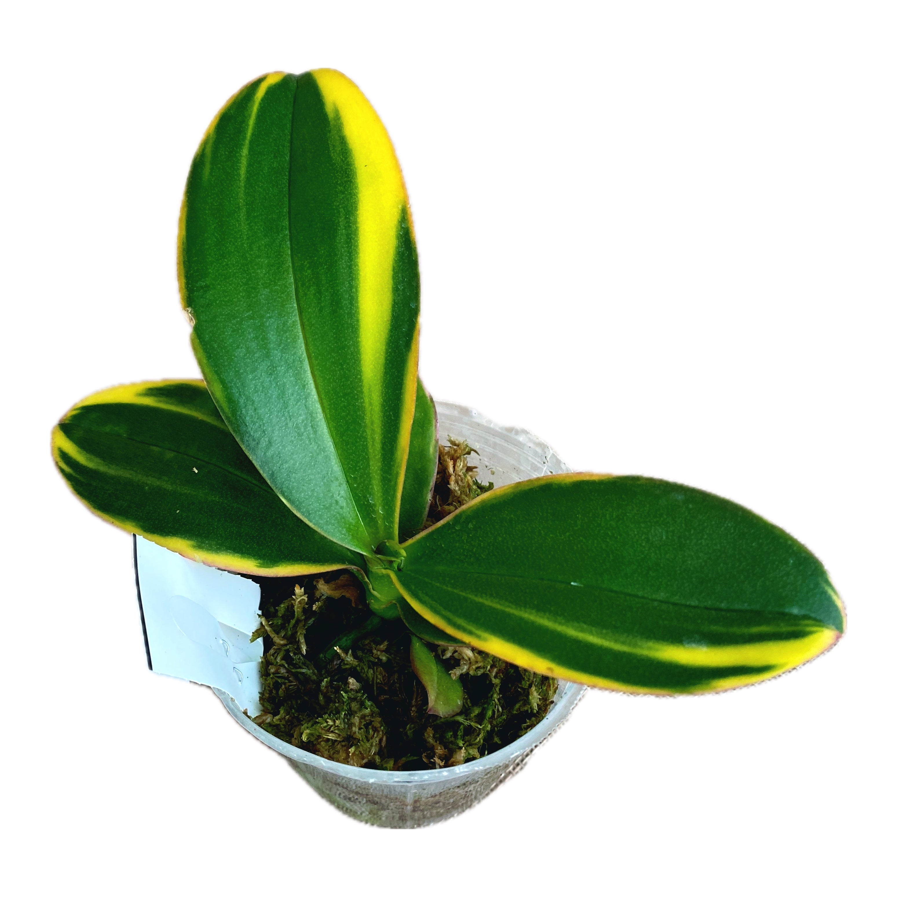 Phalaenopsis Miki Pink Fox (varié)