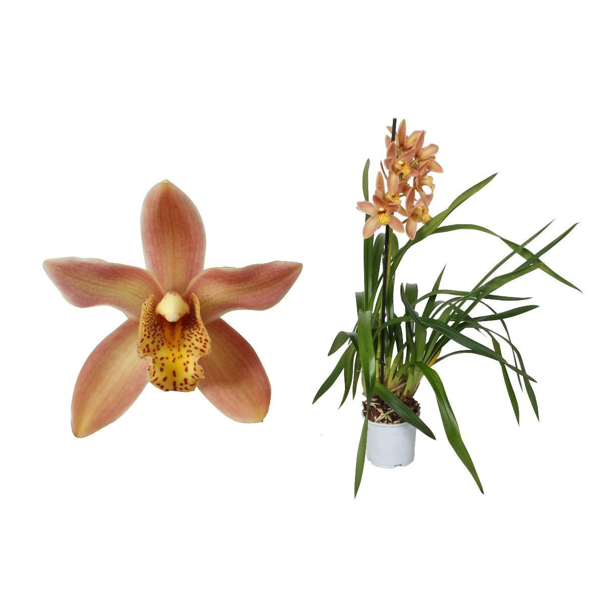 Cymbidium Wilhelmina