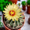 Ferocactus hamatacanthus – robuster Kaktus mit gebogenen Stacheln, authentisches Wüstenaussehen