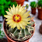 Ferocactus hamatacanthus – robuster Kaktus mit gebogenen Stacheln, authentisches Wüstenaussehen