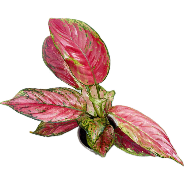 Aglaonema Spotted Star