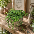 Peperomia prostrata (String of Turtle)