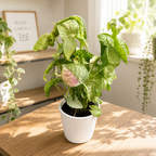 Syngonium Milk Confetti