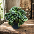 Begonia gironella 'Safari Tiger' - Διακοσμητική Begonia με ραβδωτά φύλλα