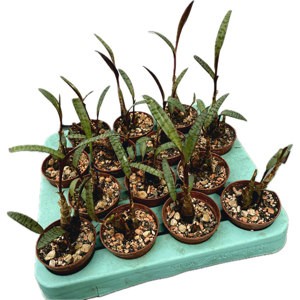 Ledebouria socialis (Silberzwiebel) *Babypflanze