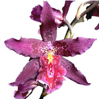 Beallara Marfitch 'Howards Dream'