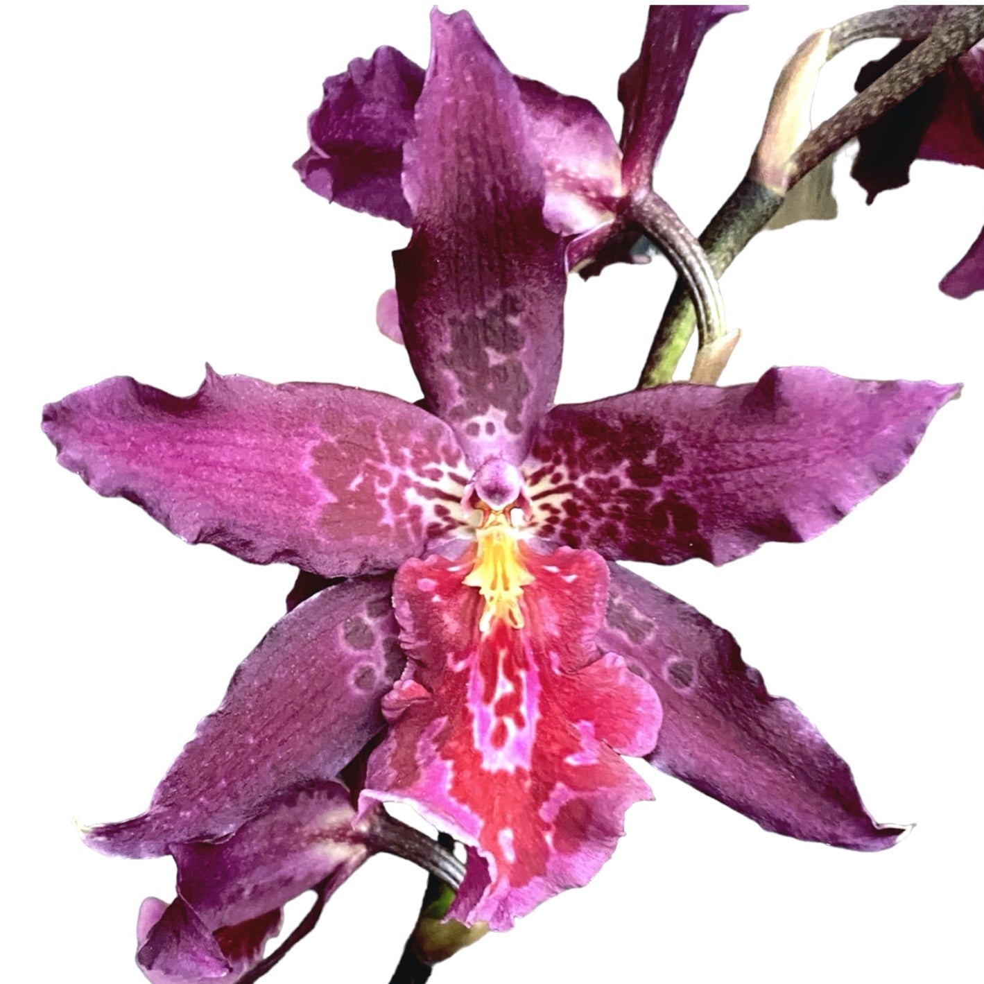 Beallara Marfitch 'Howards Traum'