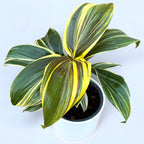 Cordyline ‘Chocolate Queen’ – planta tropicala cu frunzis inchis, in tonuri elegante de burgund si verde