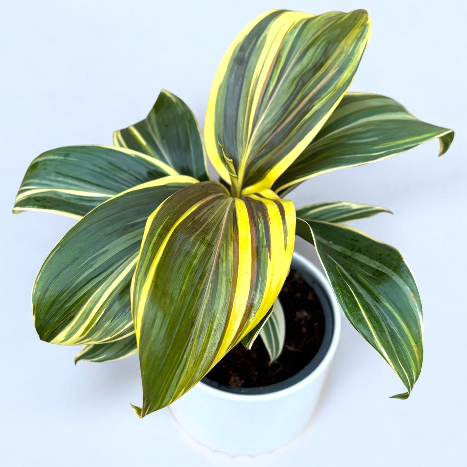 Cordyline ‘Chocolate Queen’ – planta tropicala cu frunzis inchis, in tonuri elegante de burgund si verde