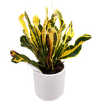 Codiaeum variegatum ‘Mammi’ D7