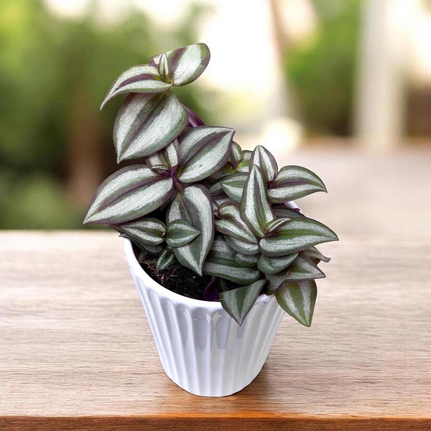 Tradescantia zebrina Silver (srebrno zelena listja)