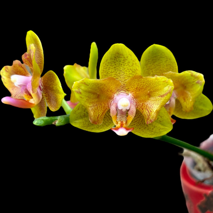 Phalaenopsis Lioulin Orange (peloric-butterfly)