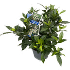 Gardenia jasminoides 'Pinwheel' (rezista si in gradina) - flori intens parfumate