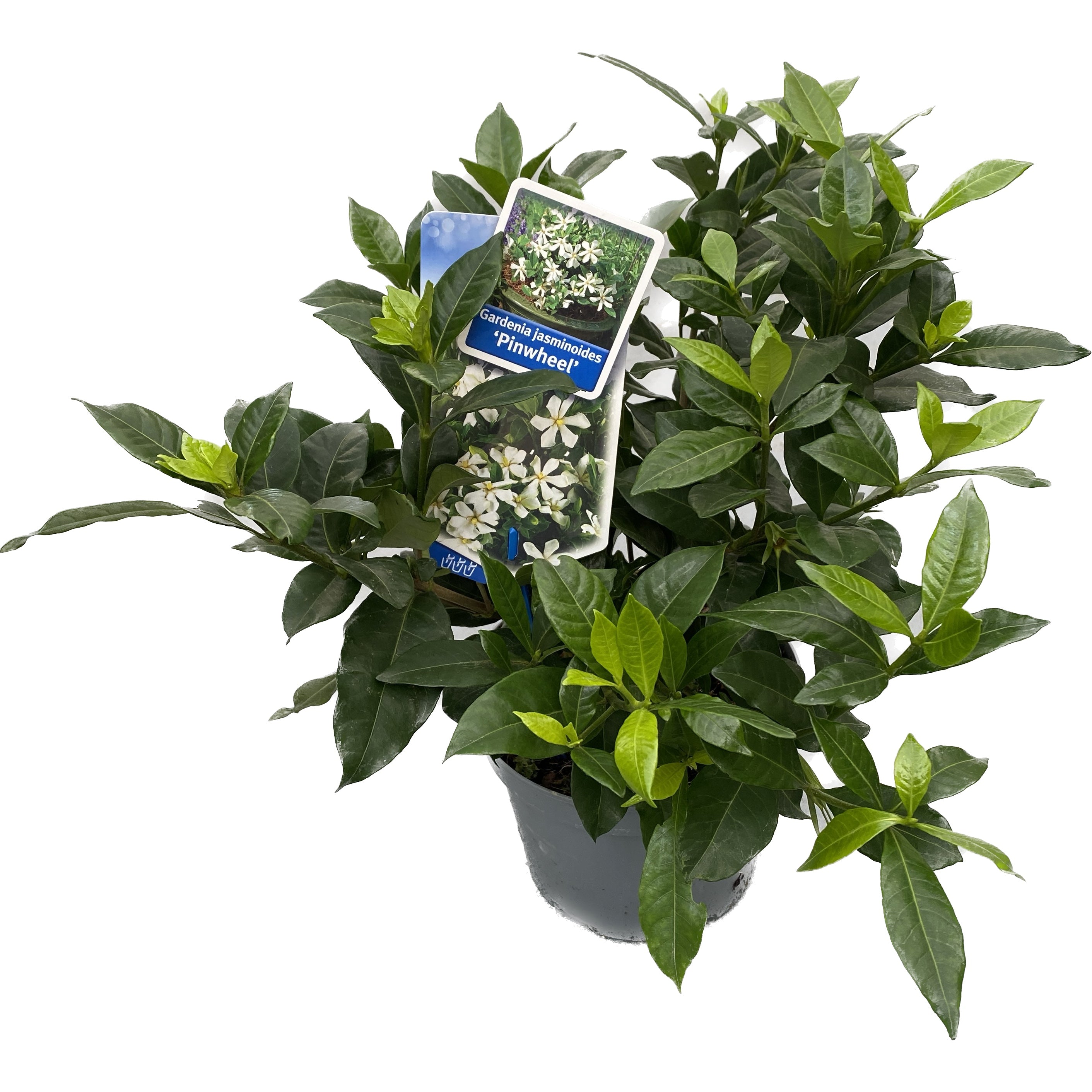 Gardenia jasminoides 'Pinwheel' (rezista si in gradina) - flori intens parfumate