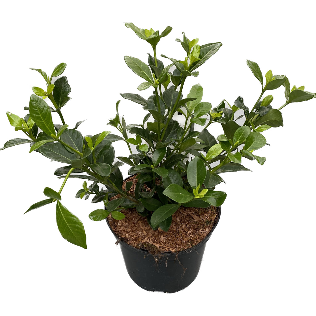 Gardenia jasminoides 'Kleim's Hardy' (resiste también en el jardín)