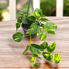 Epipremnum aureum ‘Hawaiian’ - pothos tropical cu variegatie aurie