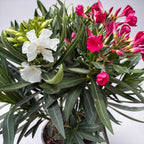 Leandru cu flori duble albe & simple rosu-ciclam