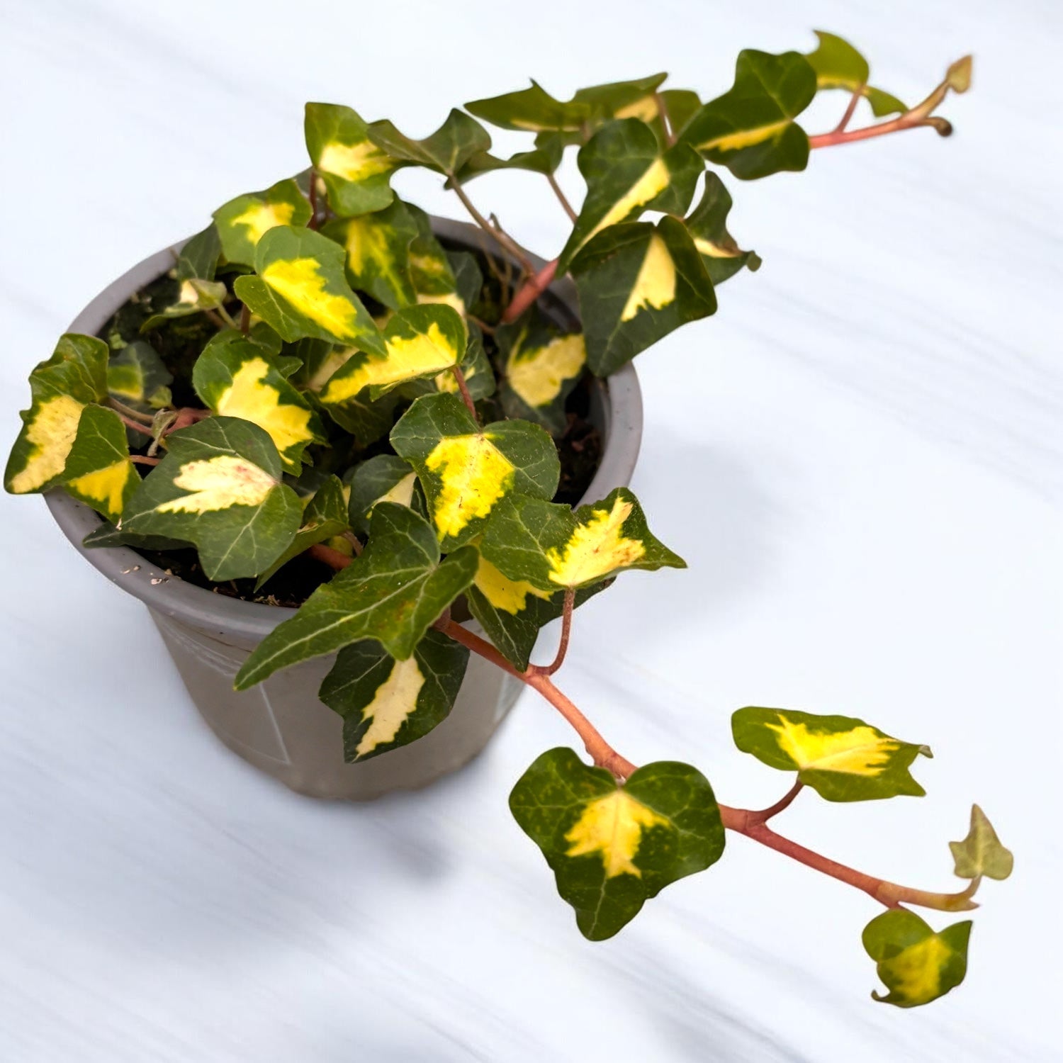 Hedera helix 'Goldheart'
