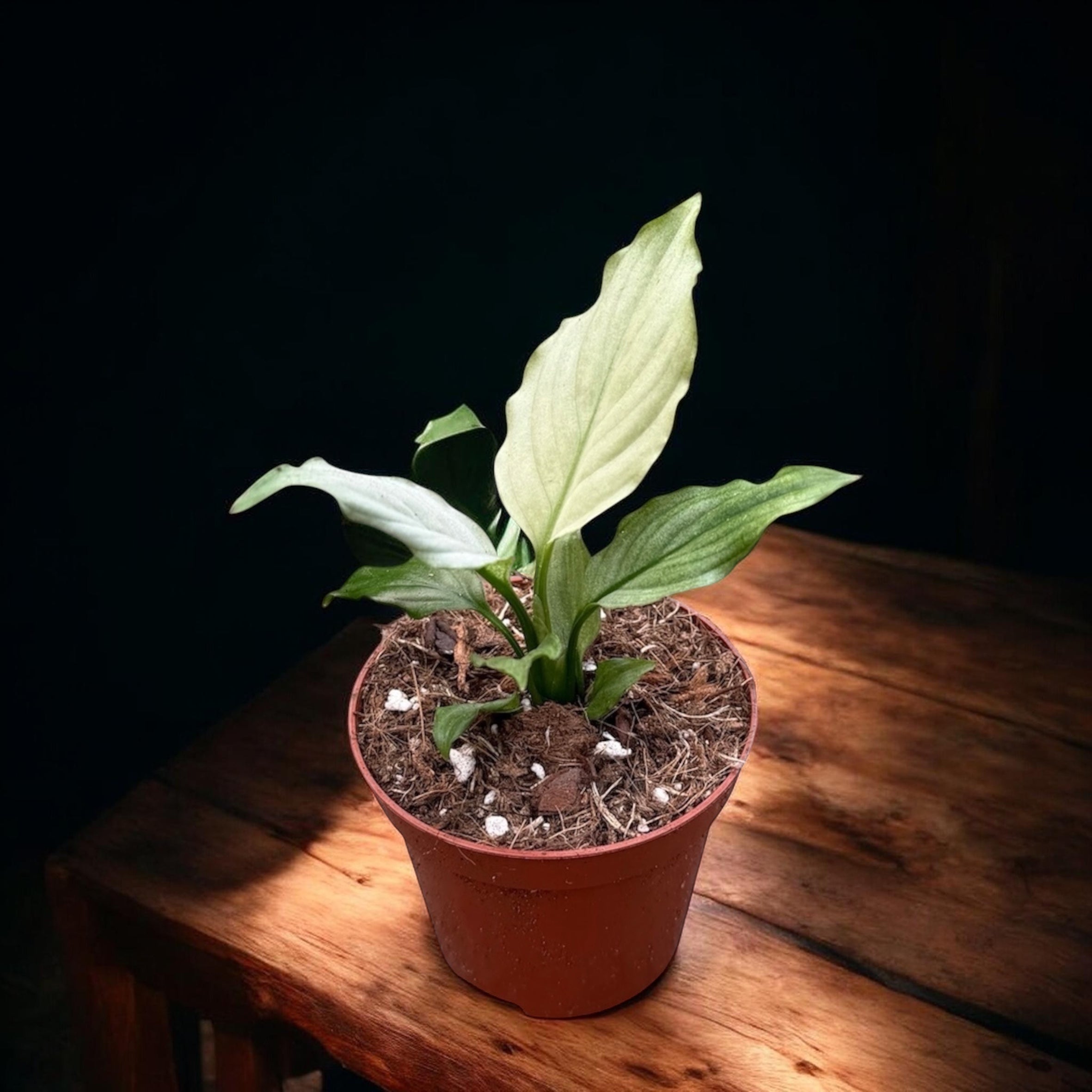 Spathiphyllum ‘Blue Ice’ – crinul pacii cu frunzis verde-argintiu