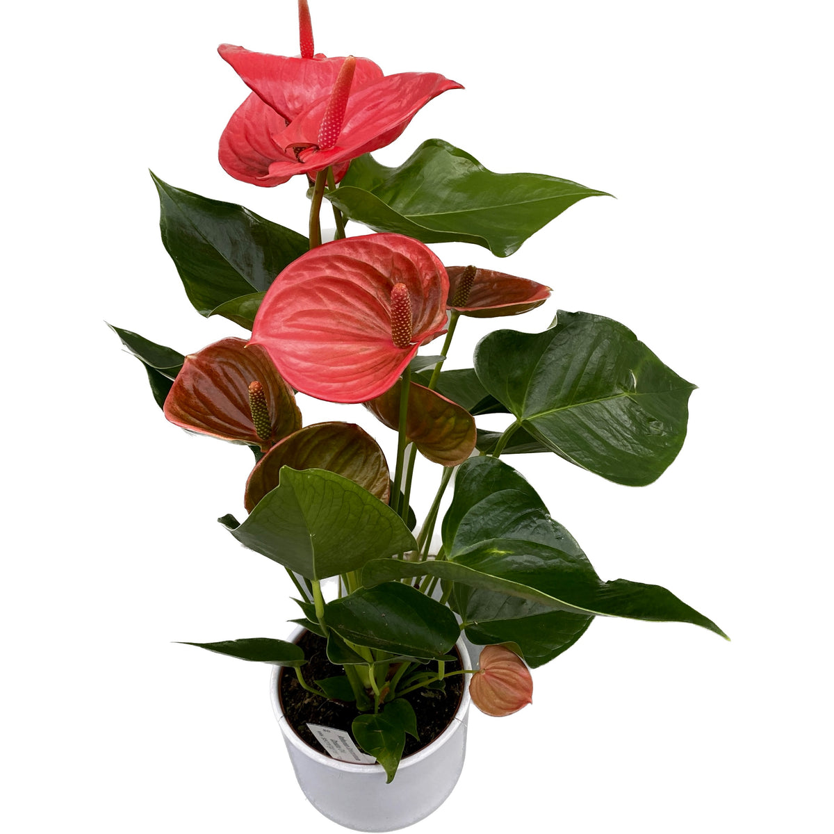 Anthurium 'Ritma’ – Secret Garden Plant Shop