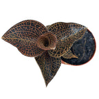 Anoectochilus roxburghii 'Red' (Firebird) - (Jewel Orchid) - orhideea bijuterie