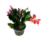 Schlumbergera ‘Оранжев пламък’ (Оранжева коледна звезда) 2pp