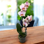 Phalaenopsis Pfirsiche