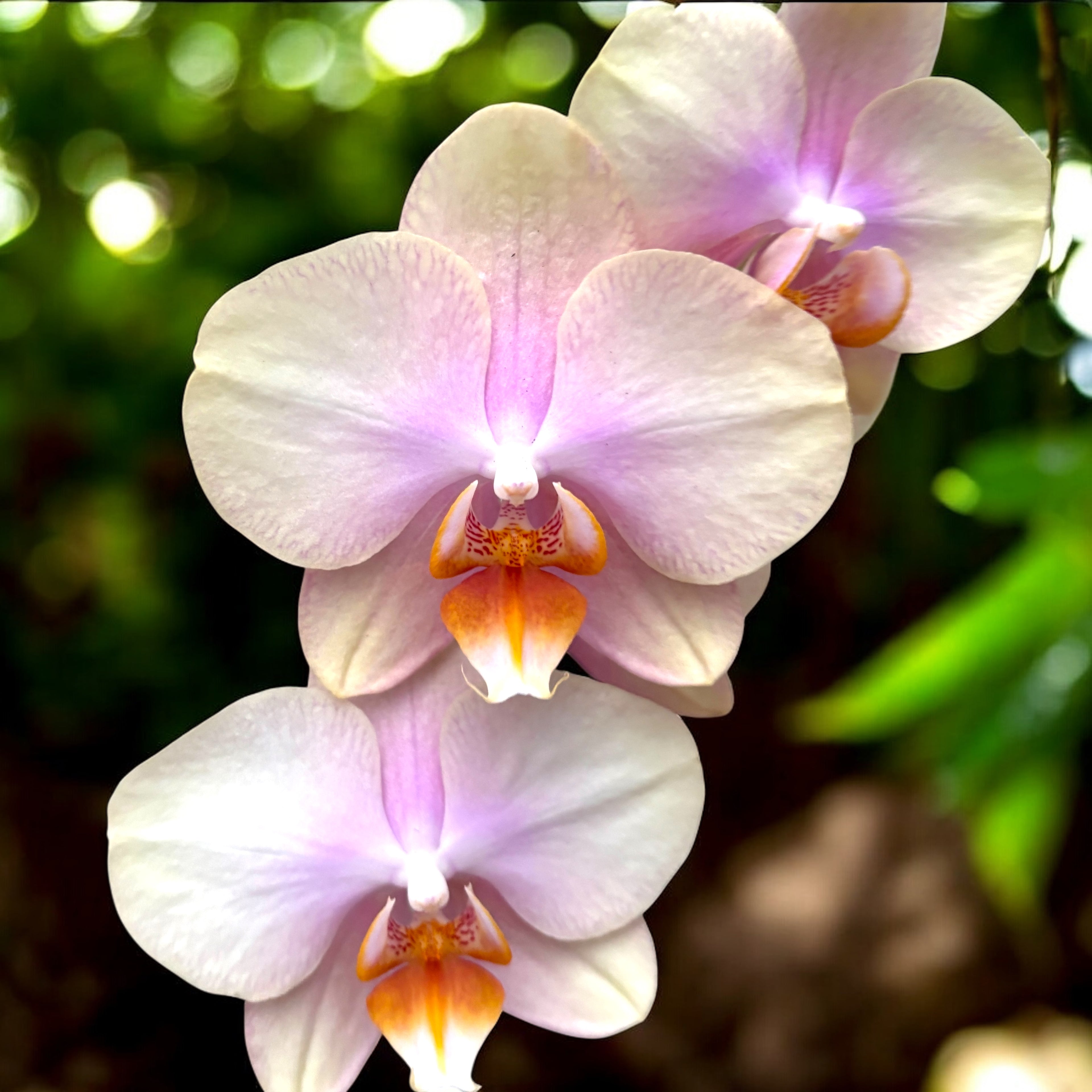 Phalaenopsis Peaches