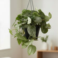 Scindapsus pictus 'Silvery Ann' - δείγματα XL