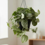 Scindapsus pictus 'Silvery Ann' - δείγματα XL