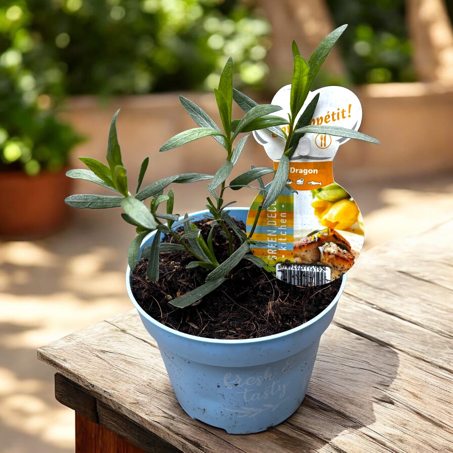 Artemisia dracunculus - tarhon, planta aromatica perena pentru gradina si ghiveci