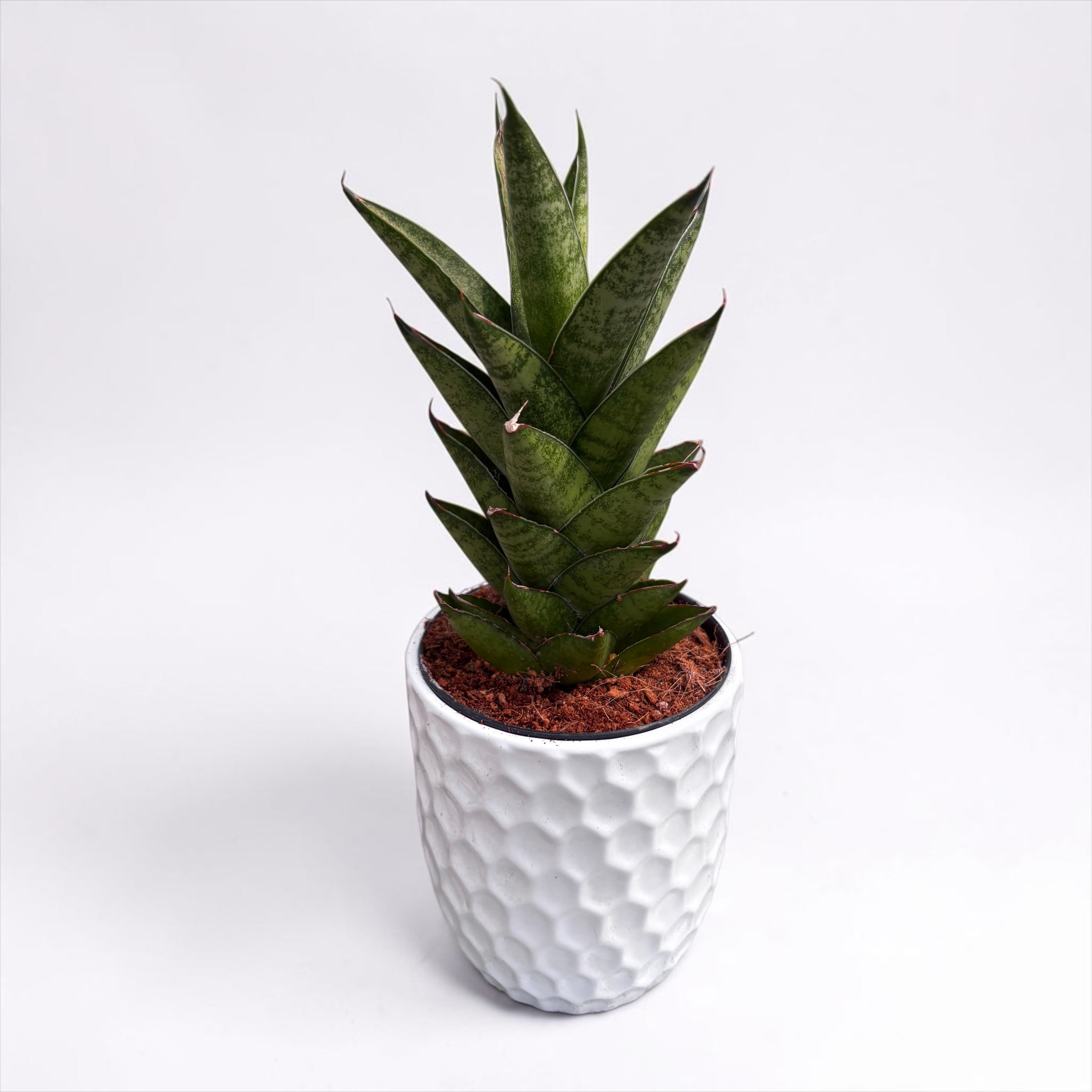Sansevieria cylindrica ‘Starshooter’ - sansevieria cilindrica compacta