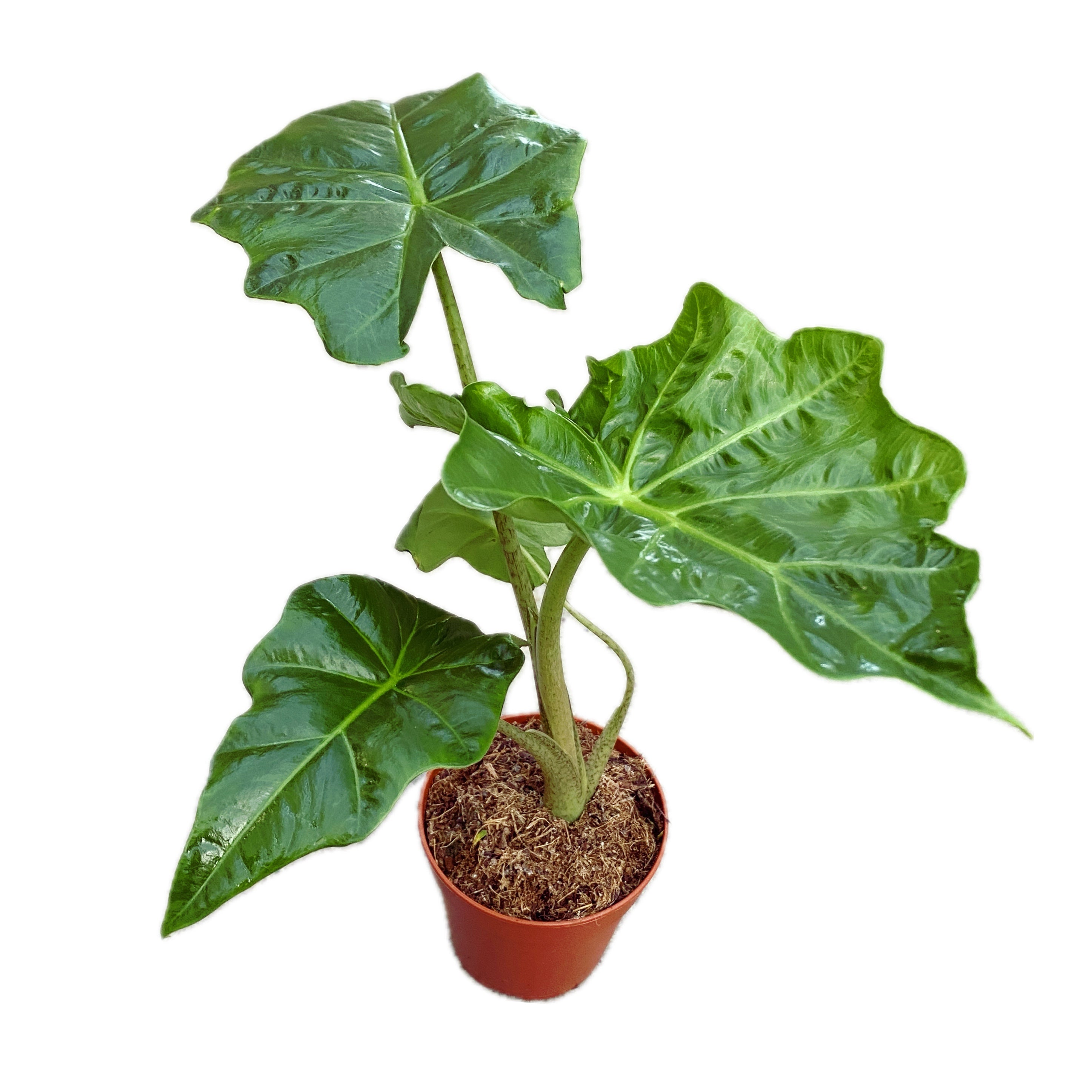 Alocasia portodora