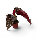 Begonia ‘Cracklin’ Rosie’ - babyplant