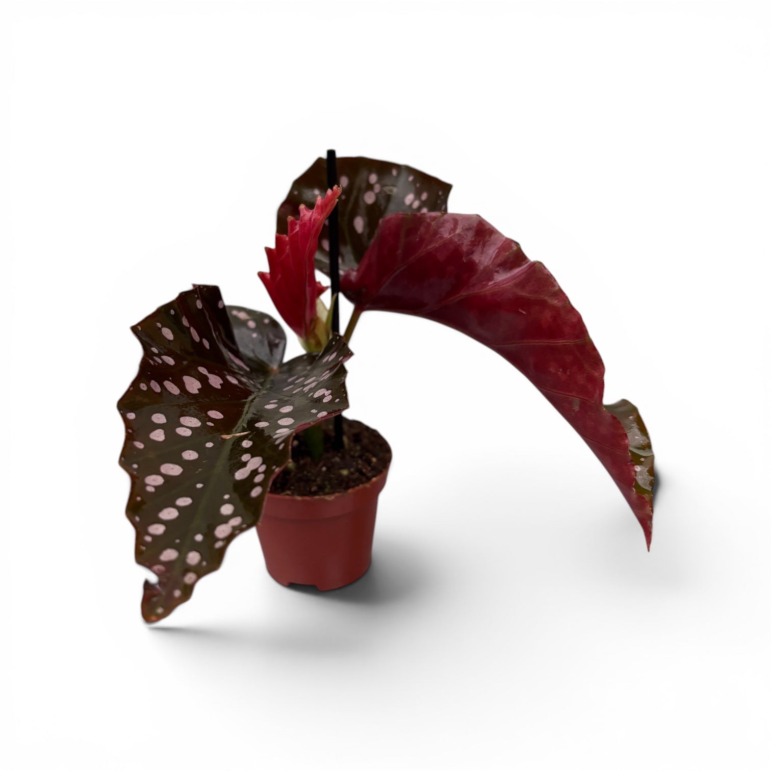 Begonia ‘Cracklin’ Rosie’ - babyplant