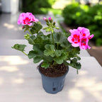 Muscata Pelargonium ‘Vineta’ - soi zonal cu inflorire bogata