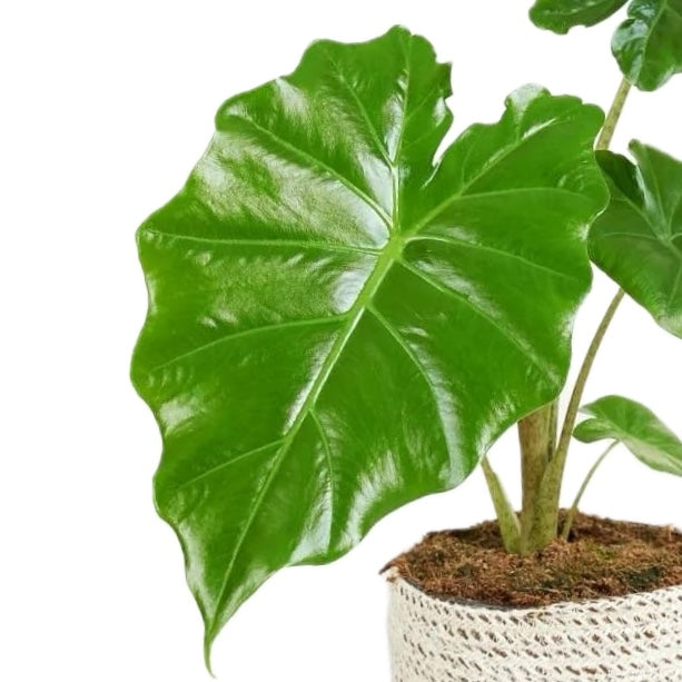 Alocasia portodora
