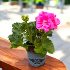 Muscata zonala Pelargonium ‘Lady Ramona’