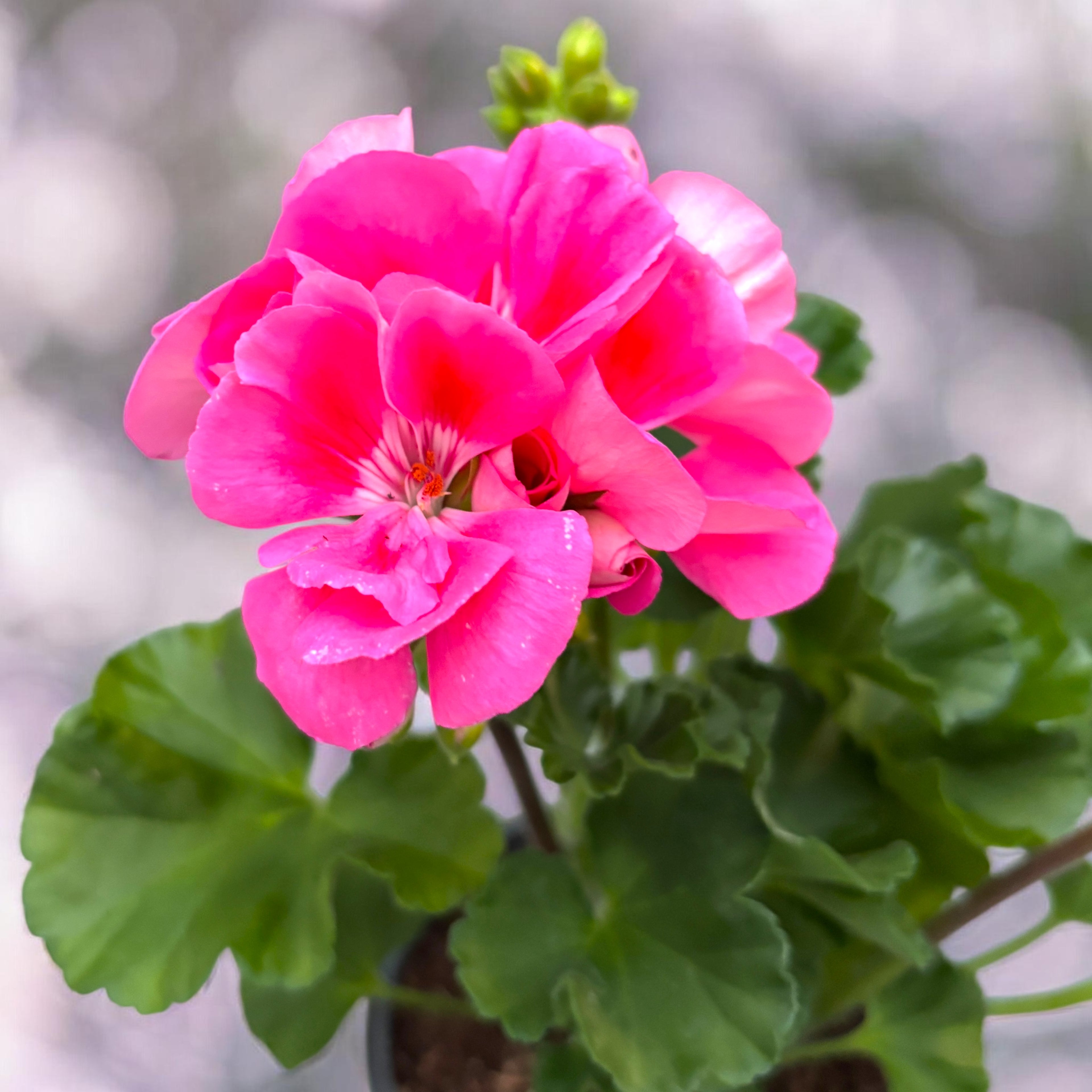 Muscata zonala Pelargonium ‘Lady Ramona’