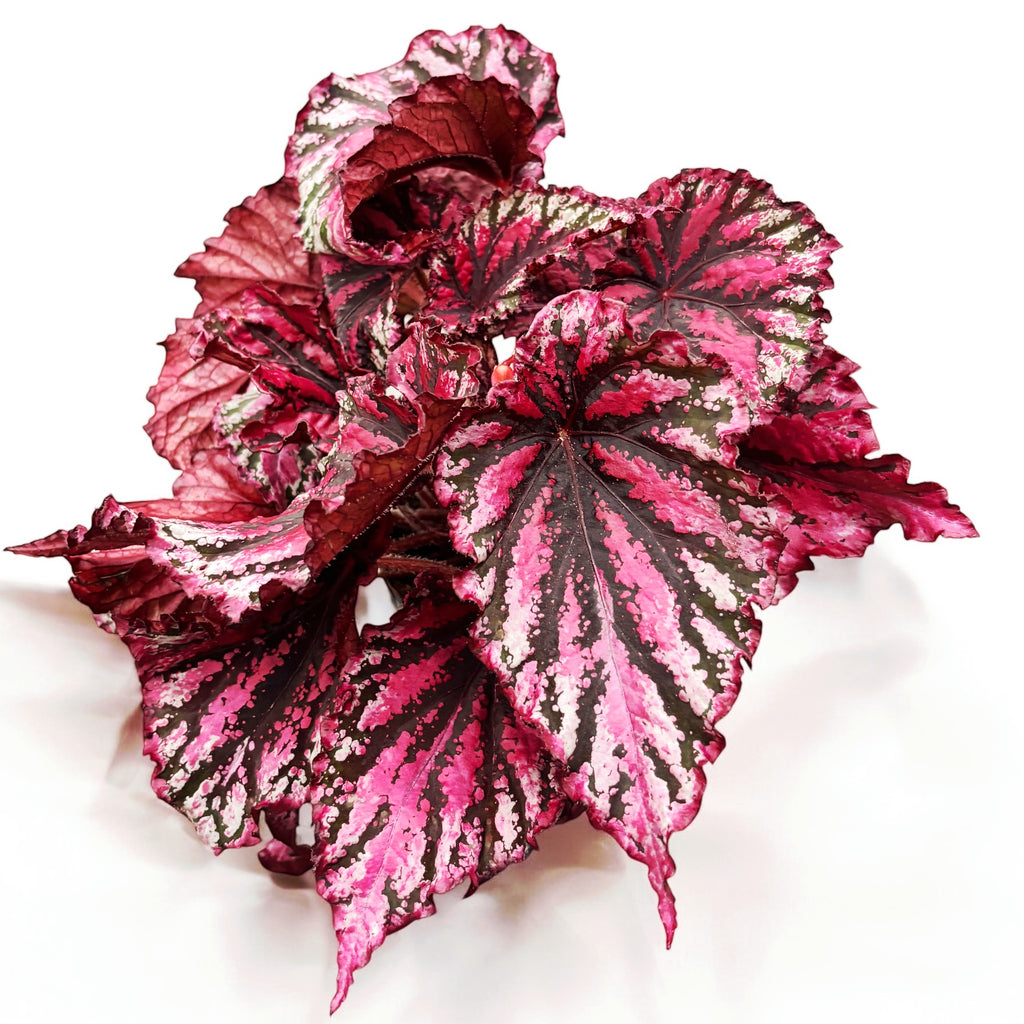 Begónia Magic Colours 'Lambada'