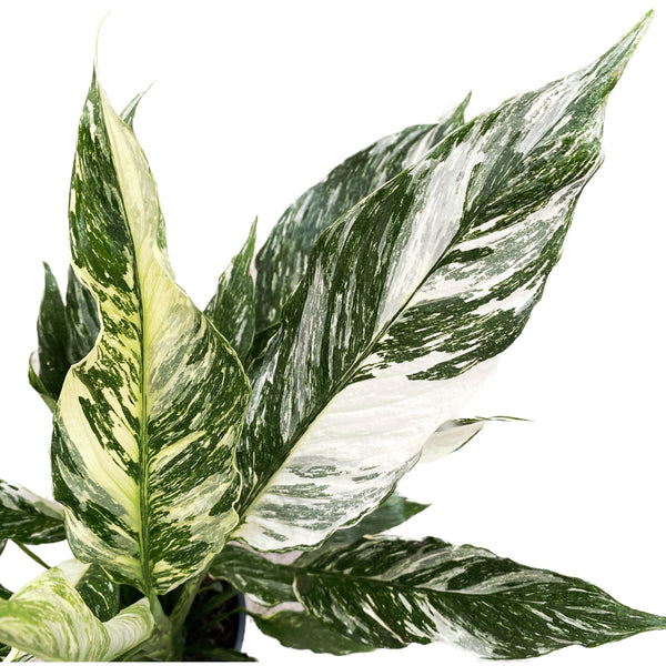 Spathiphyllum 'Diamond Variegata' - das Exemplar auf den Bildern
